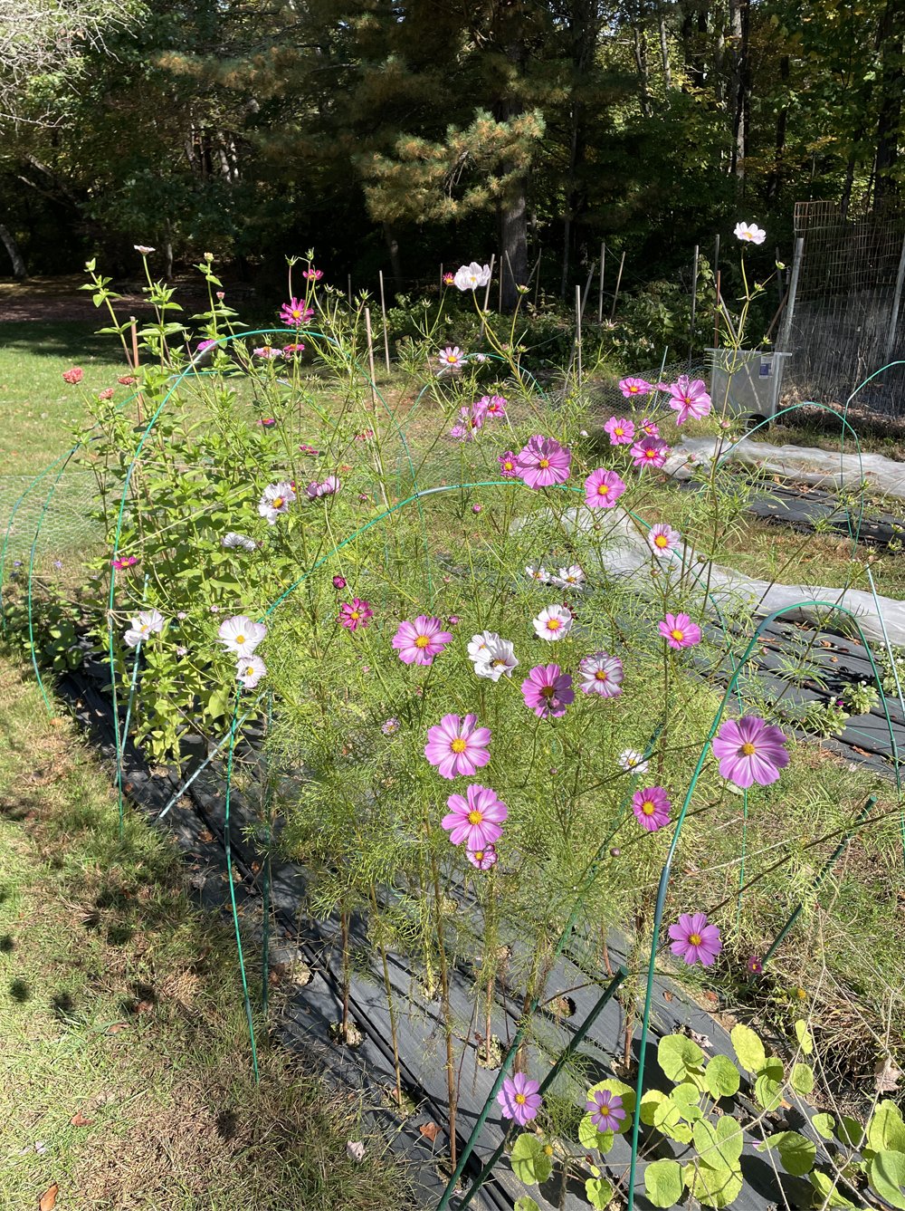 cosmos-garden-blooming-shots.jpg