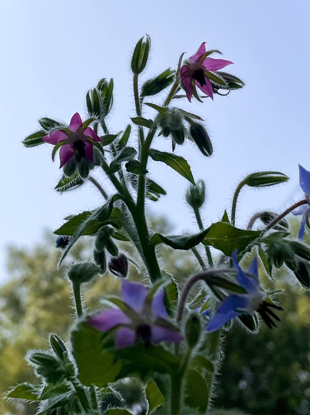 borage-growin-garden-shots.jpg