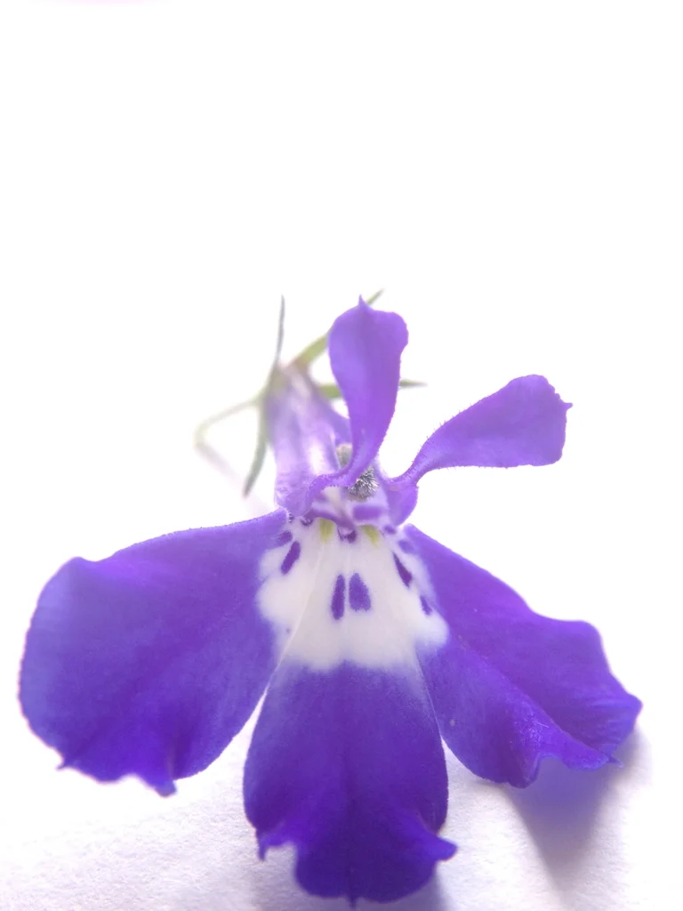 Day 131 Purple