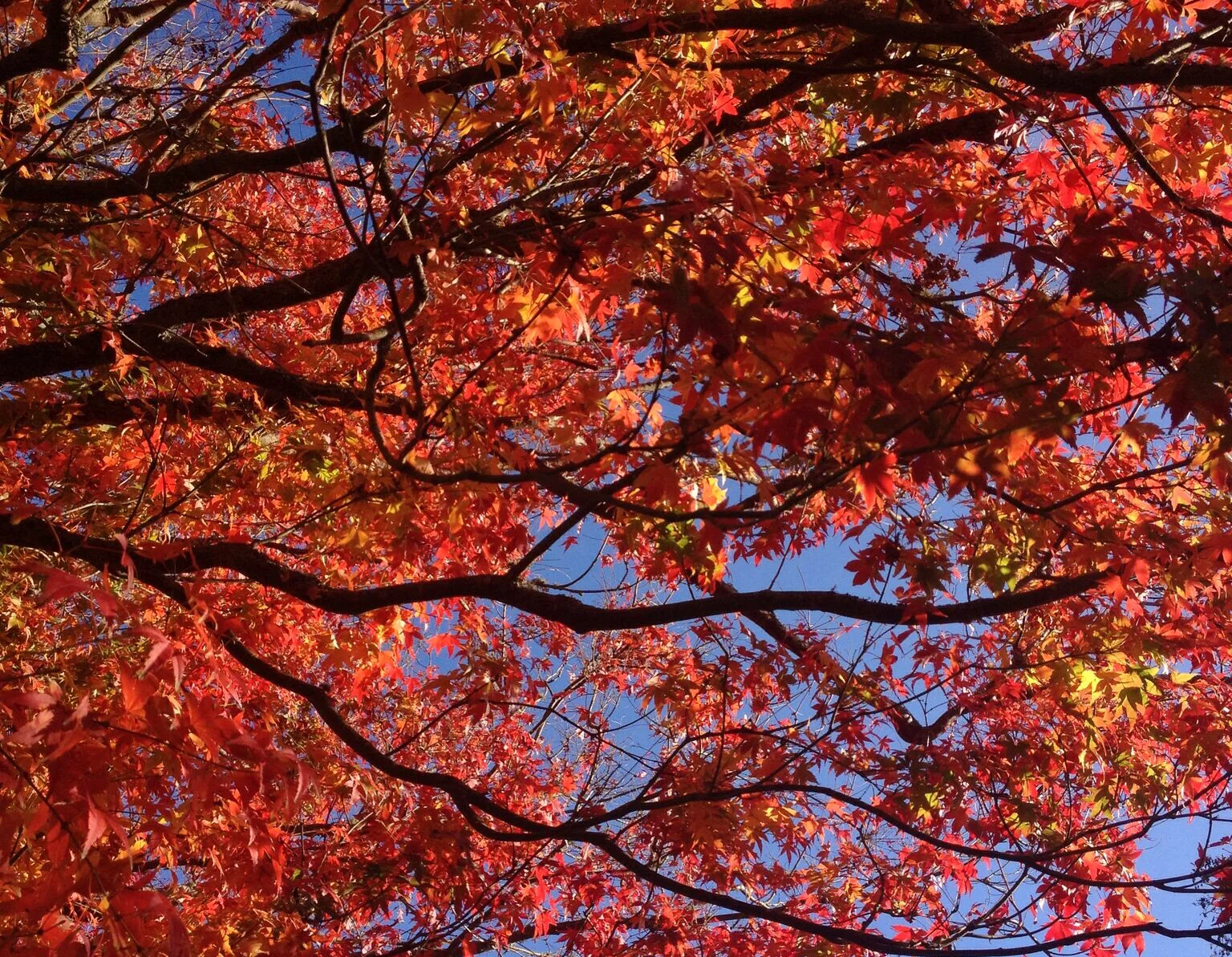 Photo 6-06-15 8 32 27 pm.png