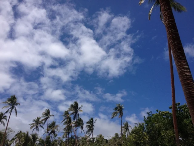 Day 276 Palms in the Breeze (OP)
