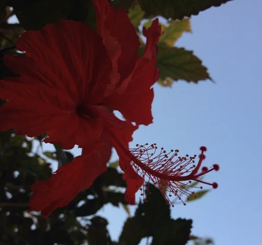 Day 280 Hibiscus beauty