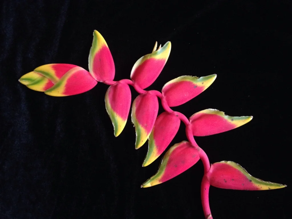 Day 349 Blossom