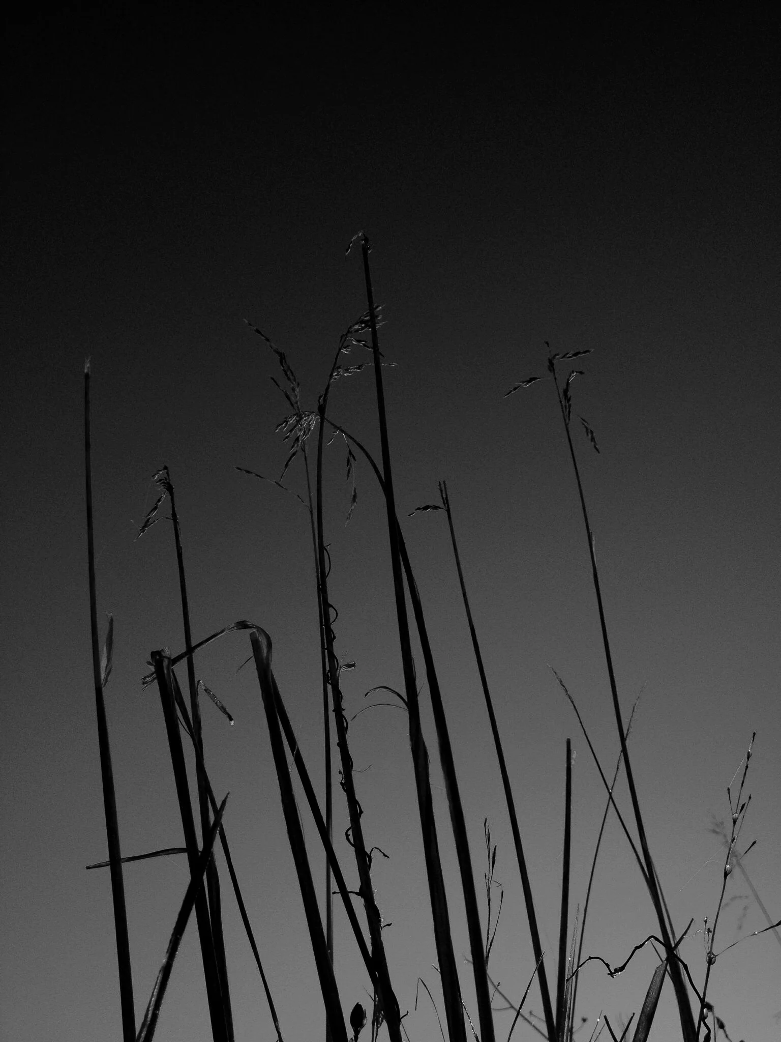 sunrisegrassbnw.jpg