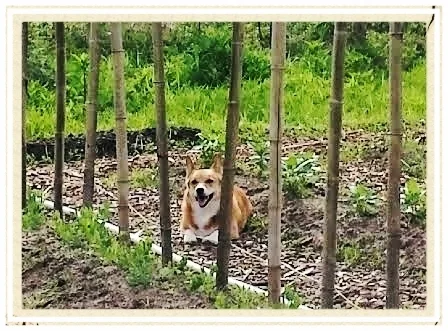 Bella our flower corgi