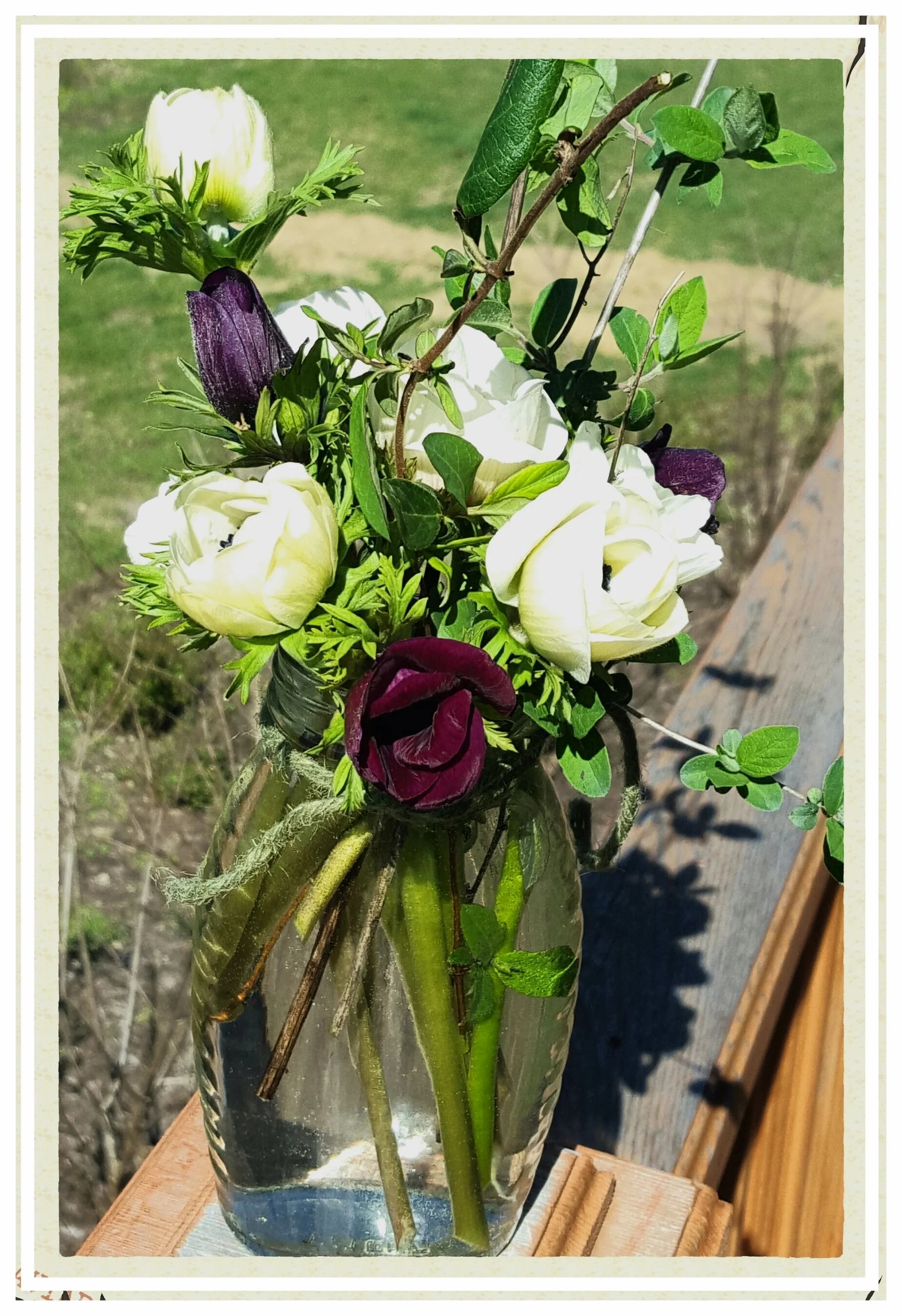 Anemones - First flowers for 2016