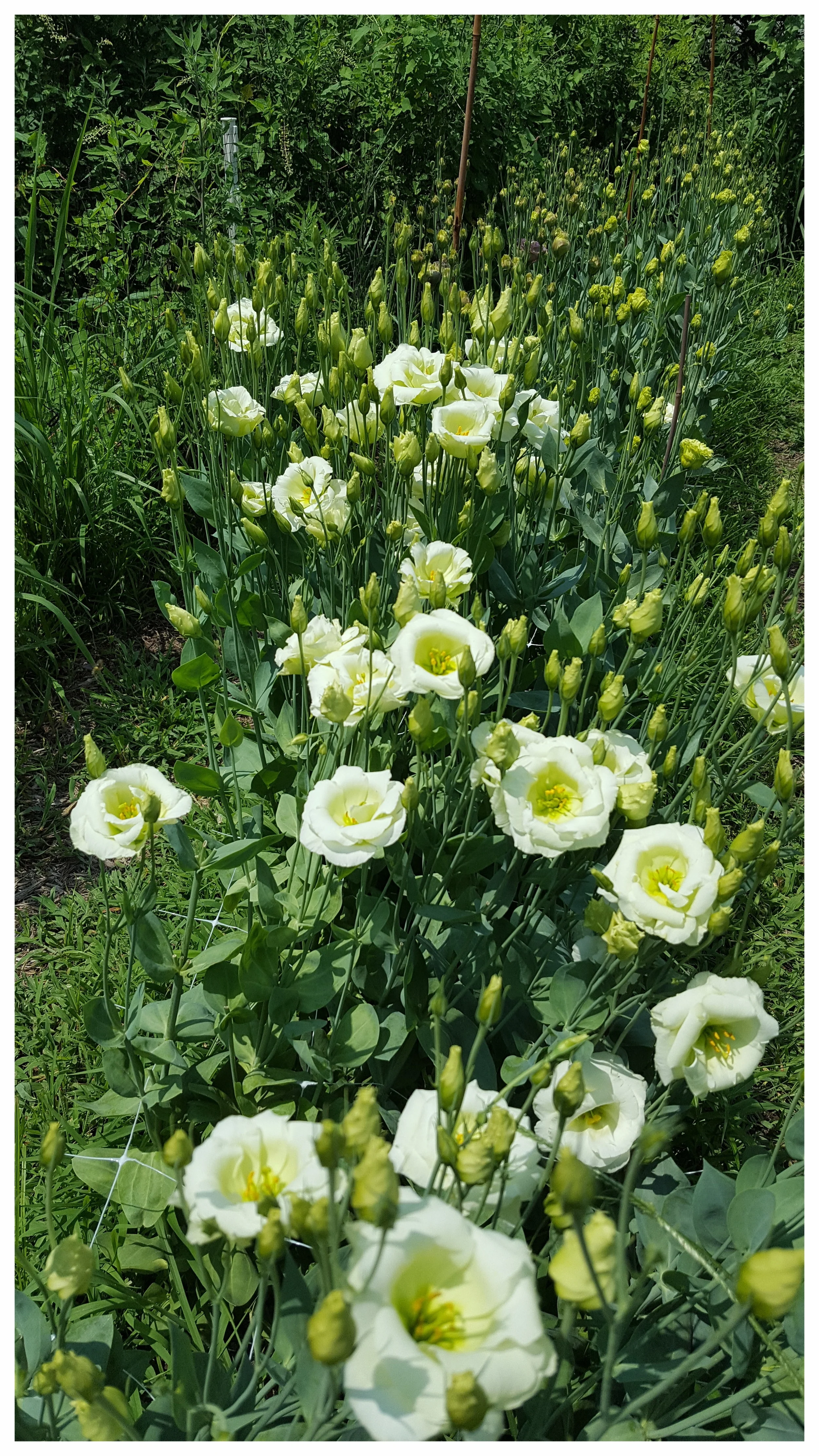 Lisianthus