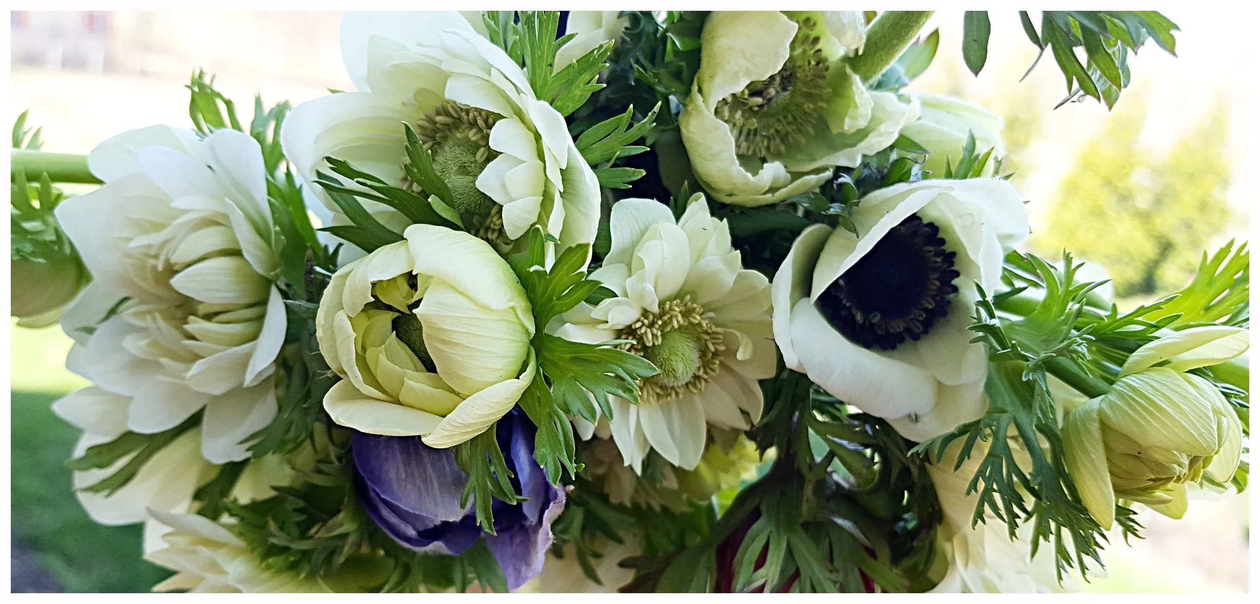Anemones