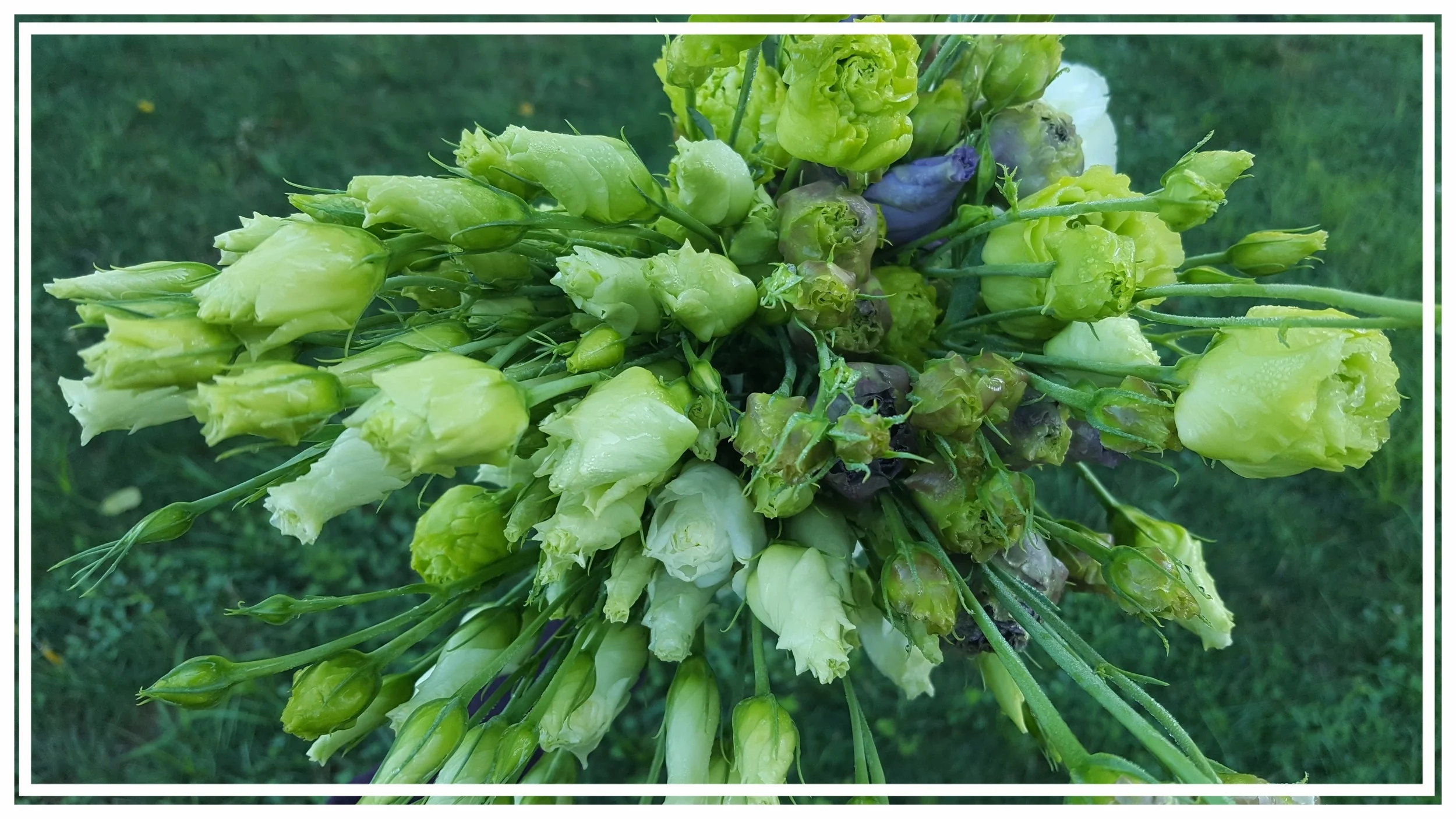 Lisianthus