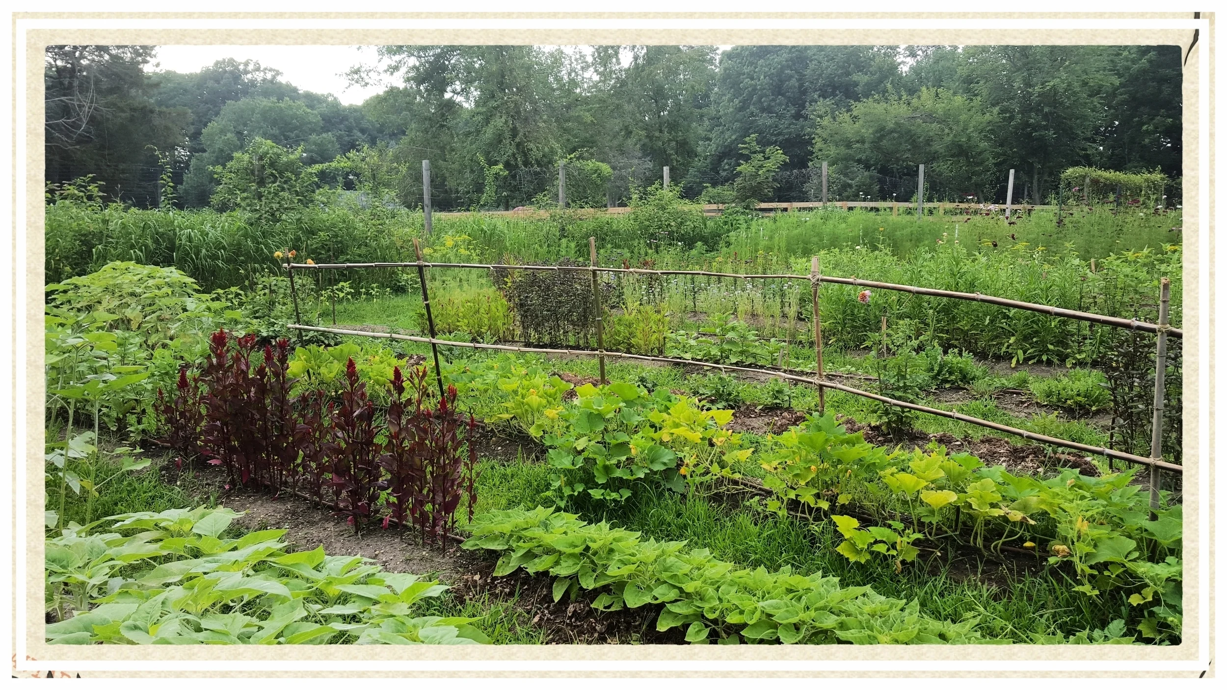 The flower farm