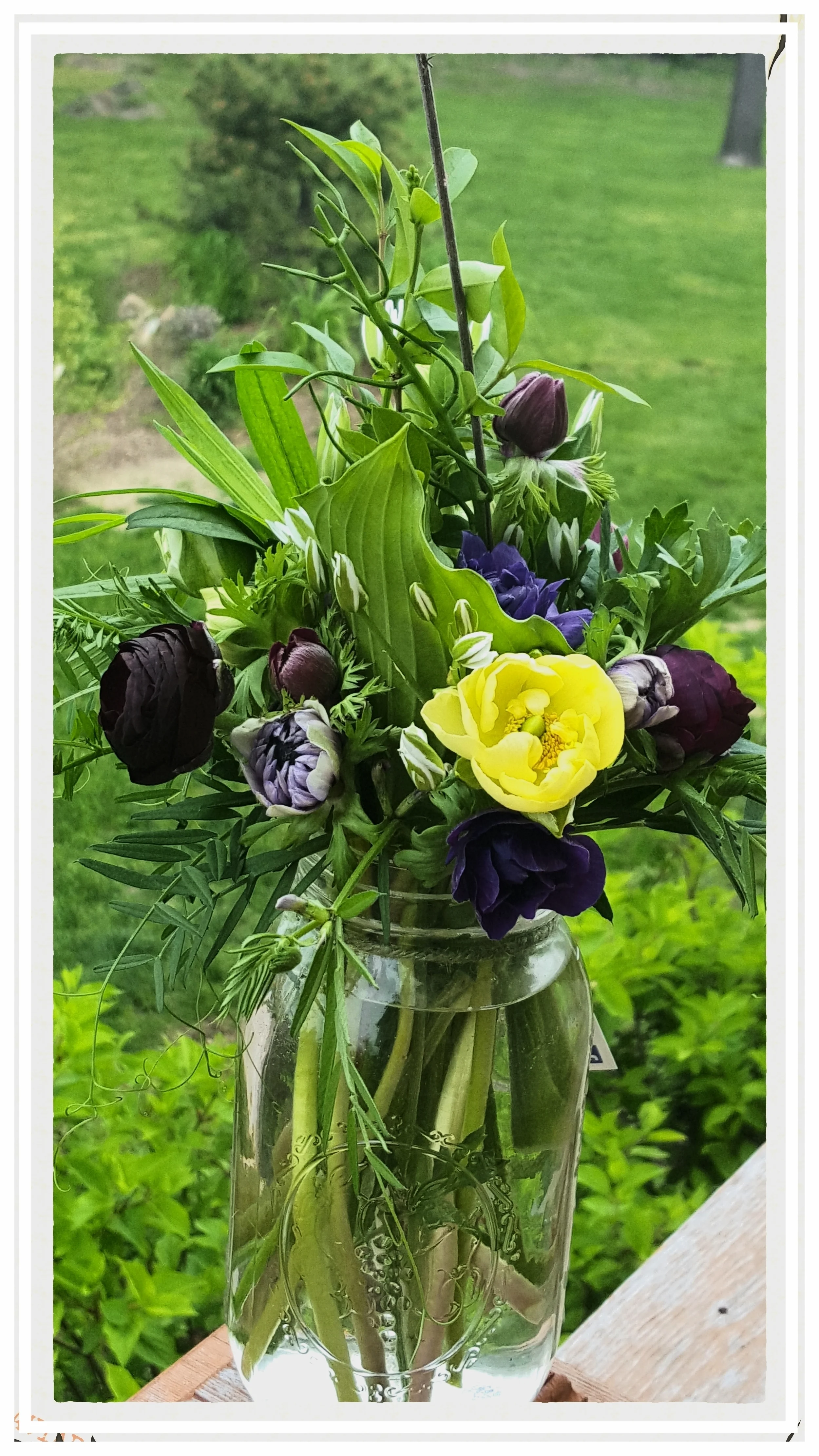 Ranunculus