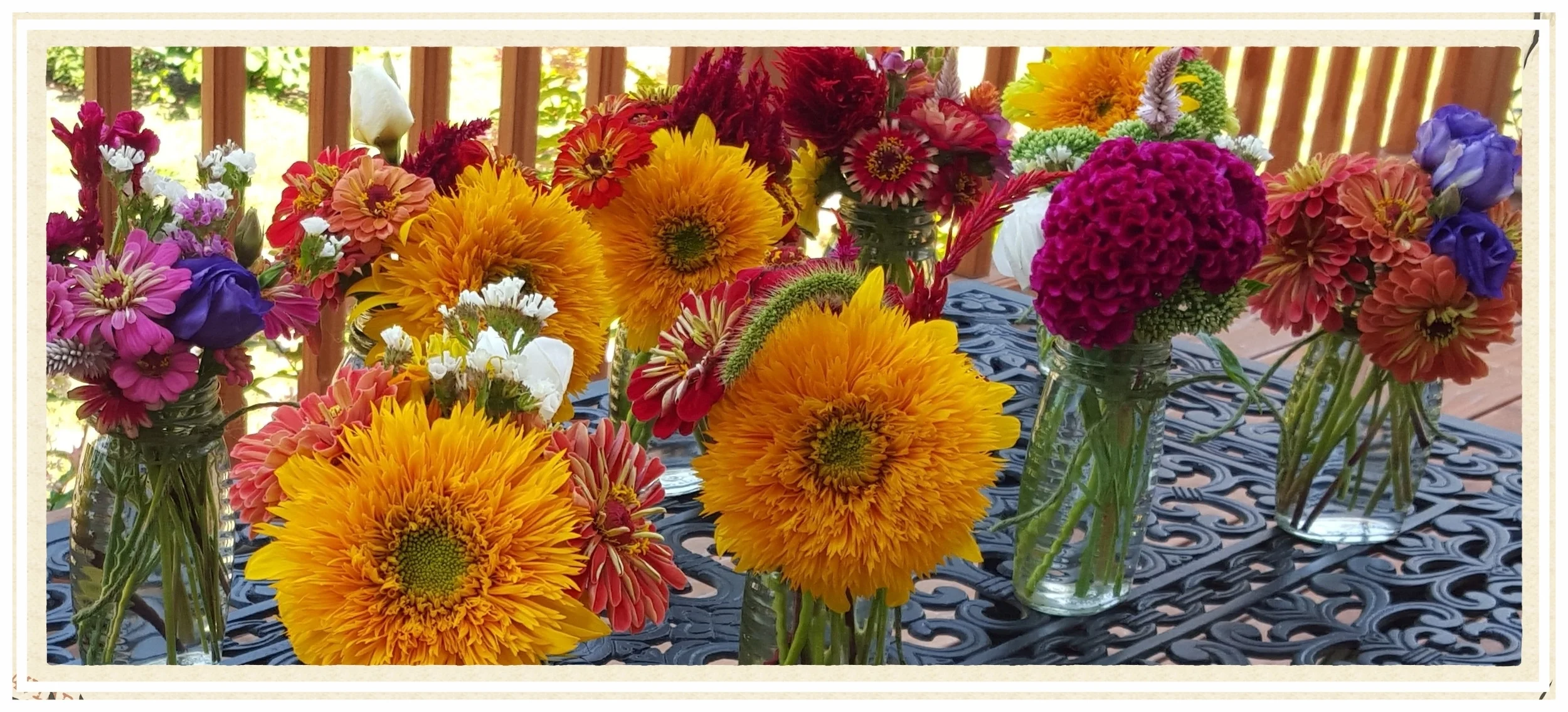 Teddy's and Zinnia's and Celosia oh my...