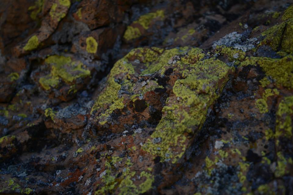 lichen.jpeg