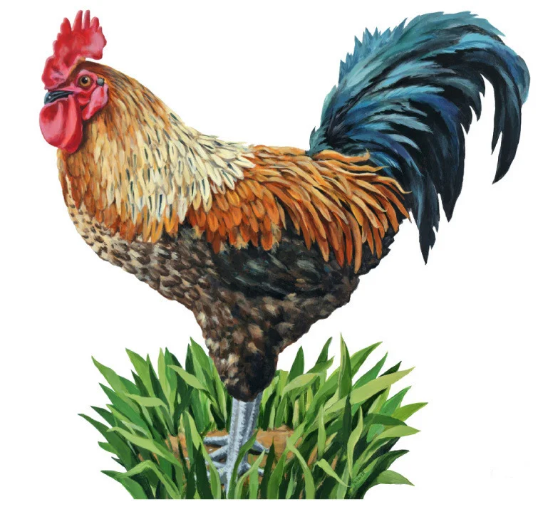 kb_rooster_for_web.jpg