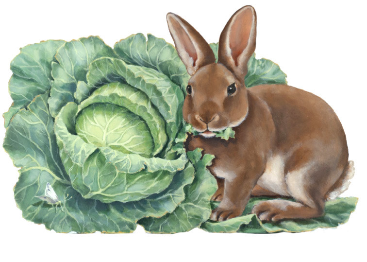 kb_rabbit_web.jpg