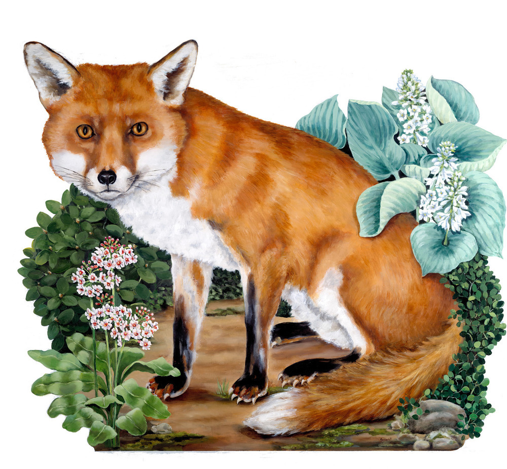 fox_clean_5_17_small.jpg