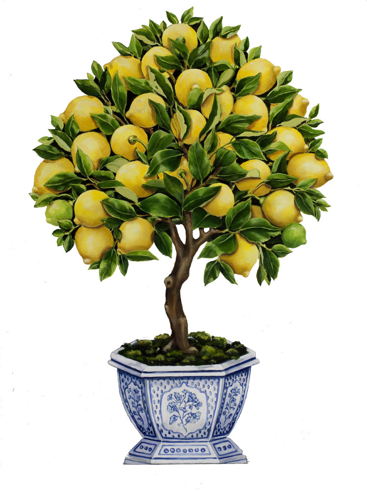 KB_LEMON_TREE_7_29_13_CLEAN_small.jpg