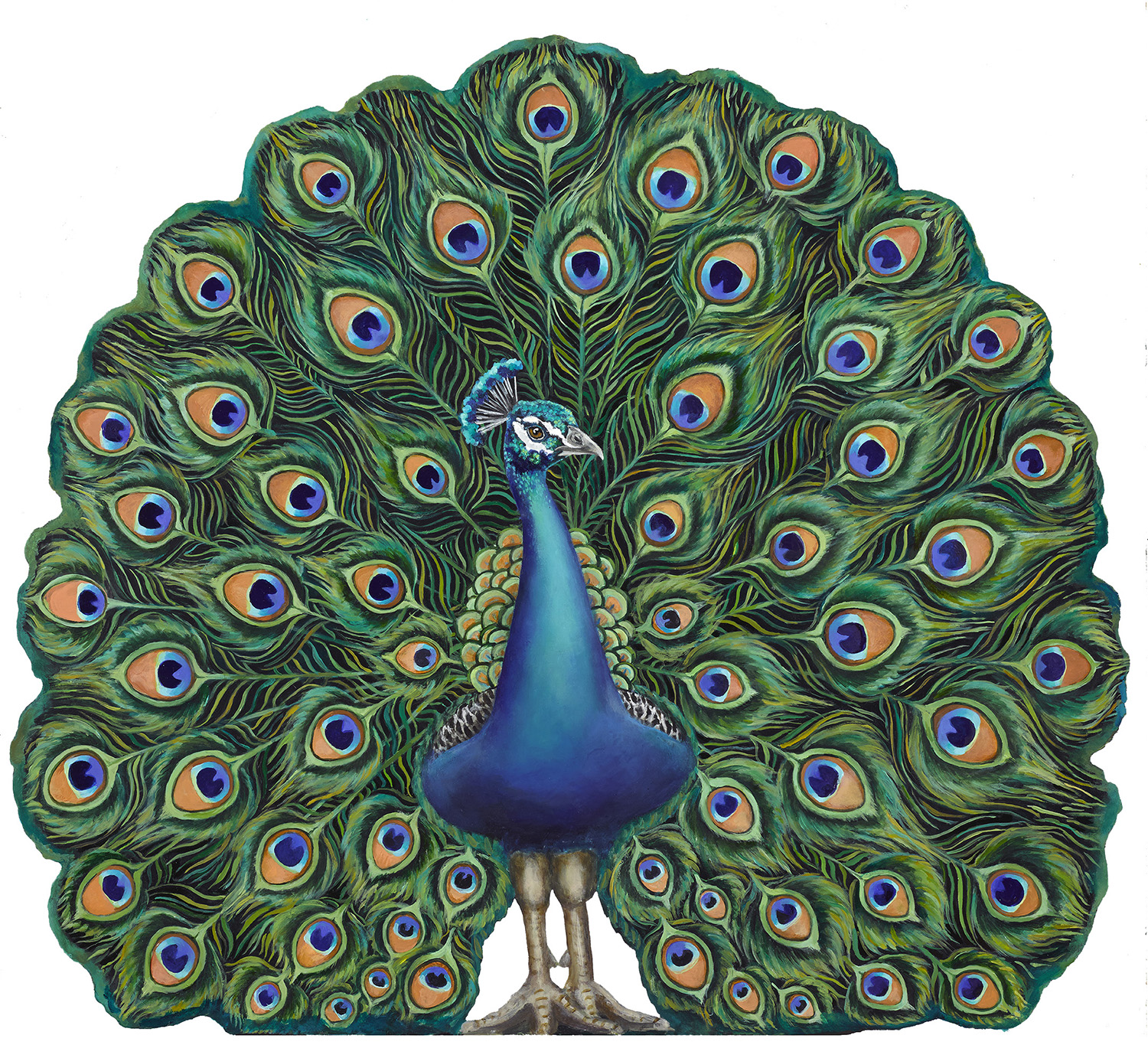 KB_PEACOCK_1500.jpg