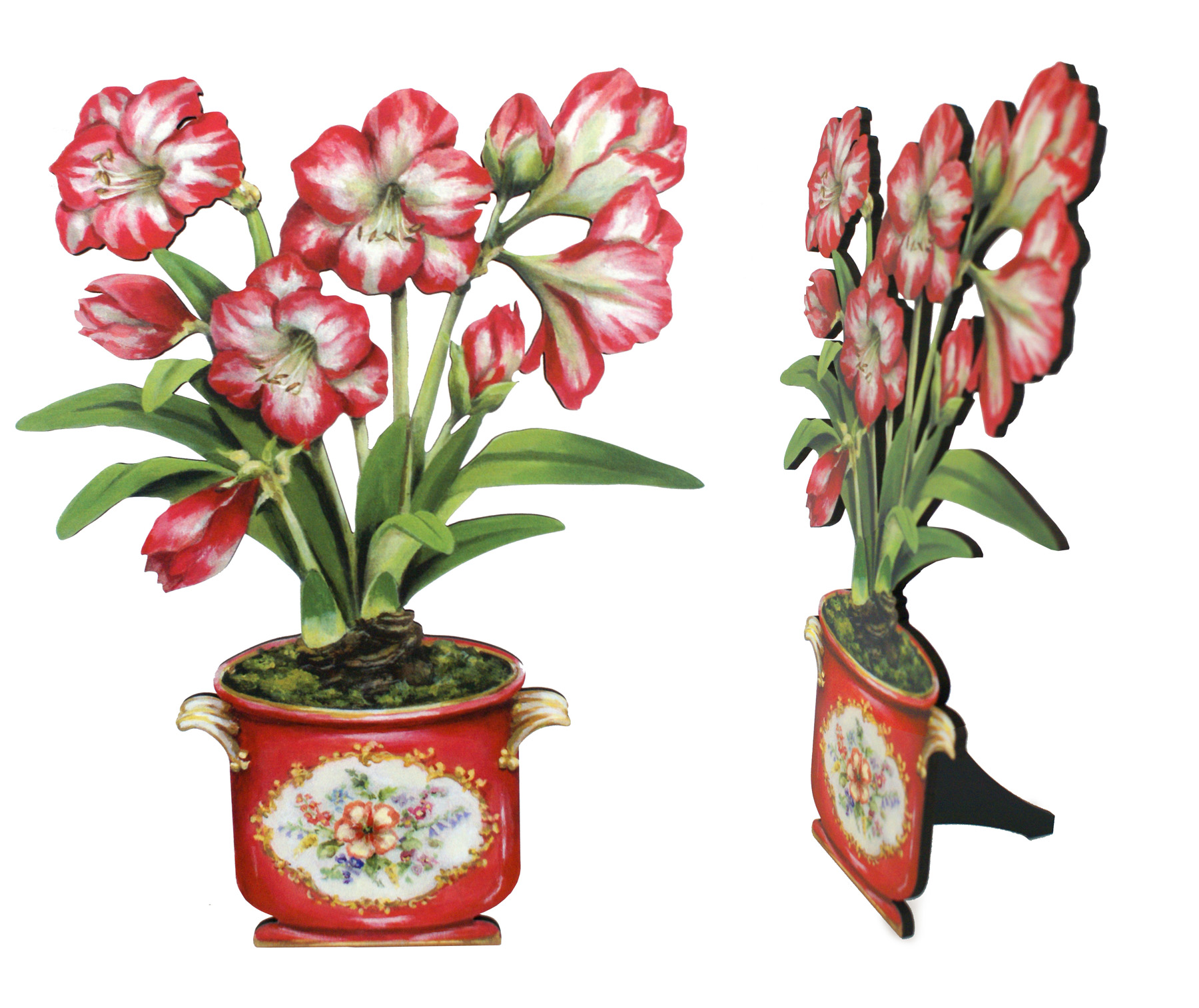 AMARYLLIS_DOUBLE.jpg