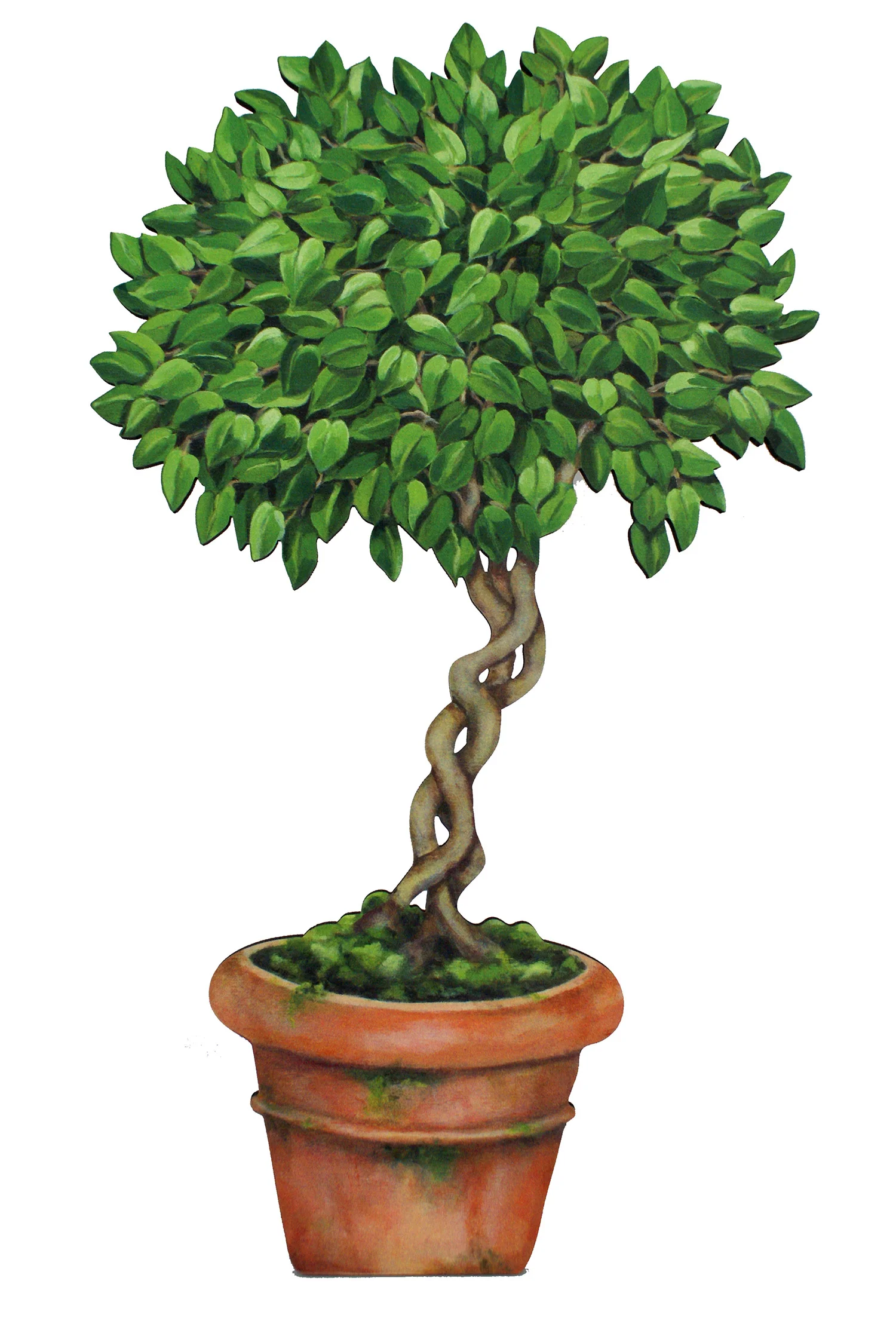 FICUS_1500.jpg