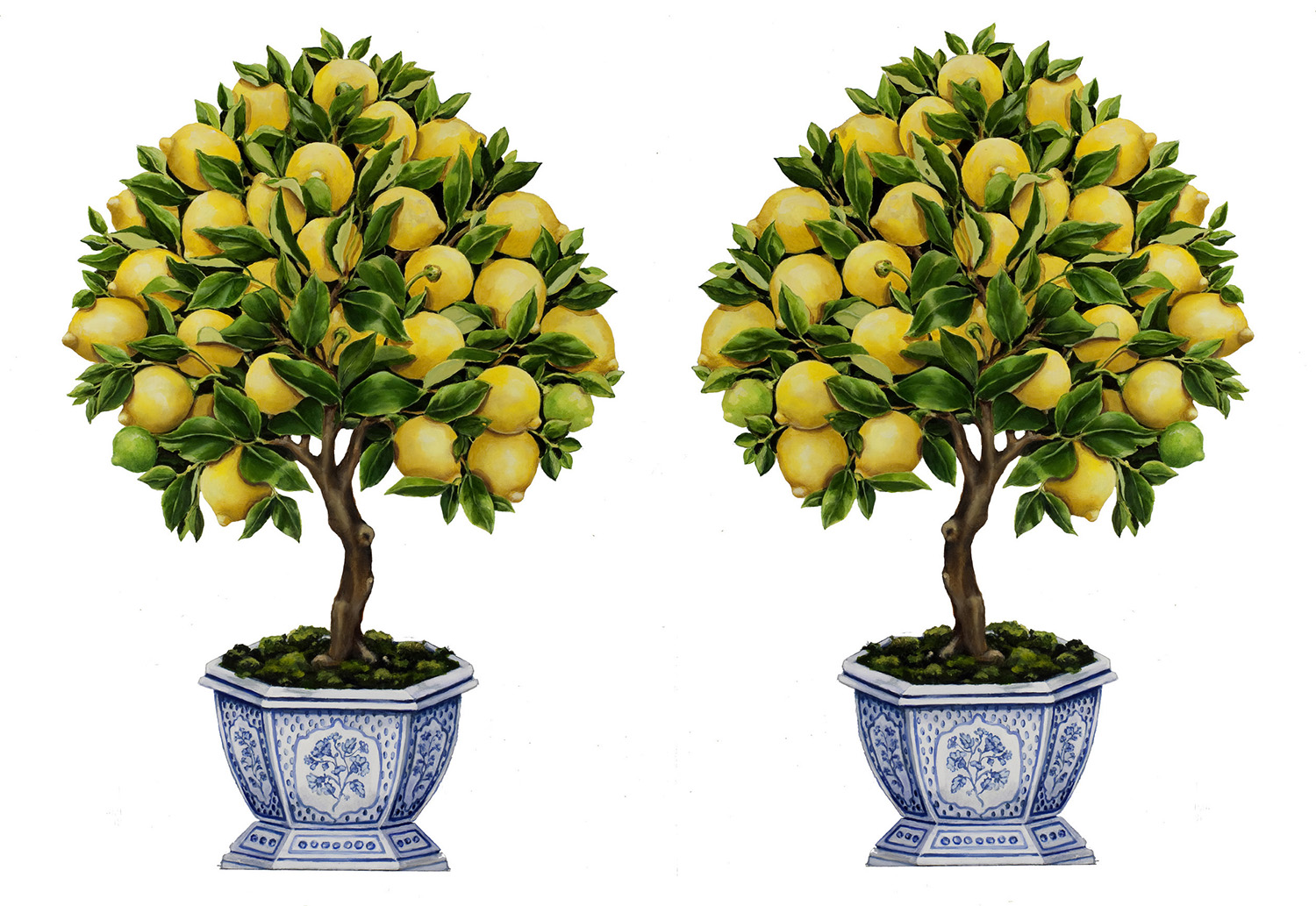 KB_LEMON_TREE_PAIR_1500.jpg