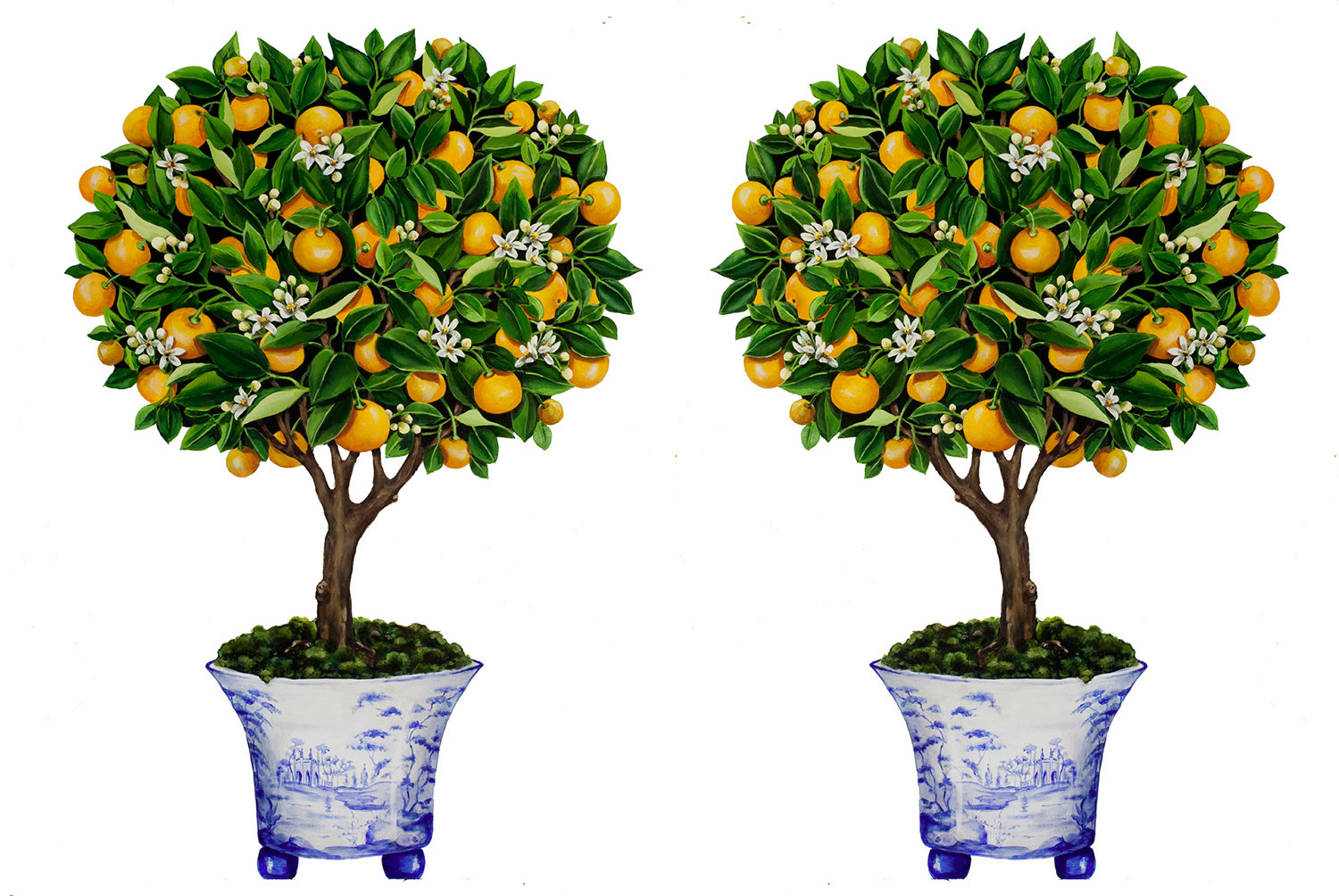 KB_ORANGE_TREES_WEB.jpg