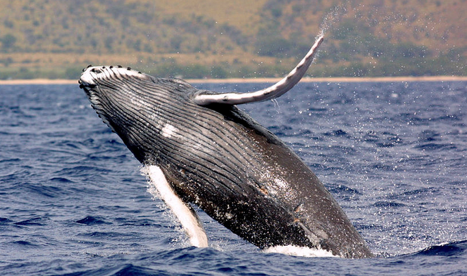 Paikea is also the Maori word for the humpback whale. Photo : U.S. National Oceanic and Atmospheric Administration. Public Domain.