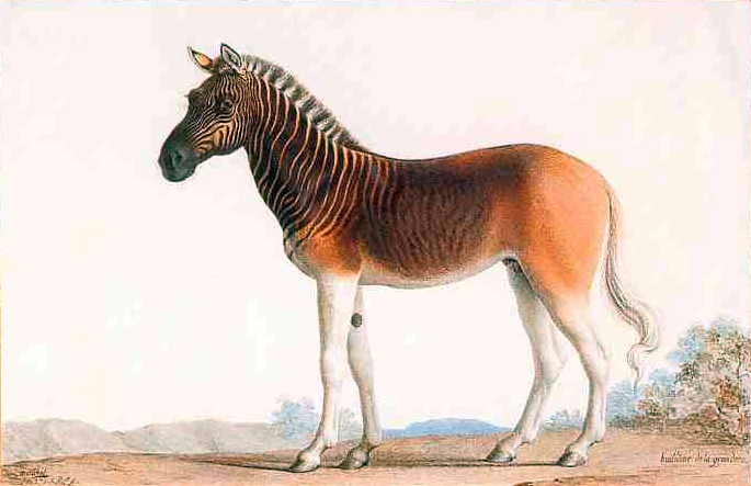 A painting by Nicholas Marechal of King Louis XVl's Quagga , a subspecies of zebra that went extinct in the 1870's, from his royal menagerie in Versailles. (Painted in 1793, when Louis himself was extinct.)