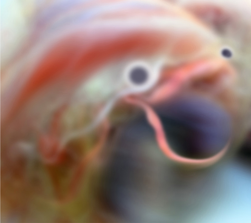 guppy