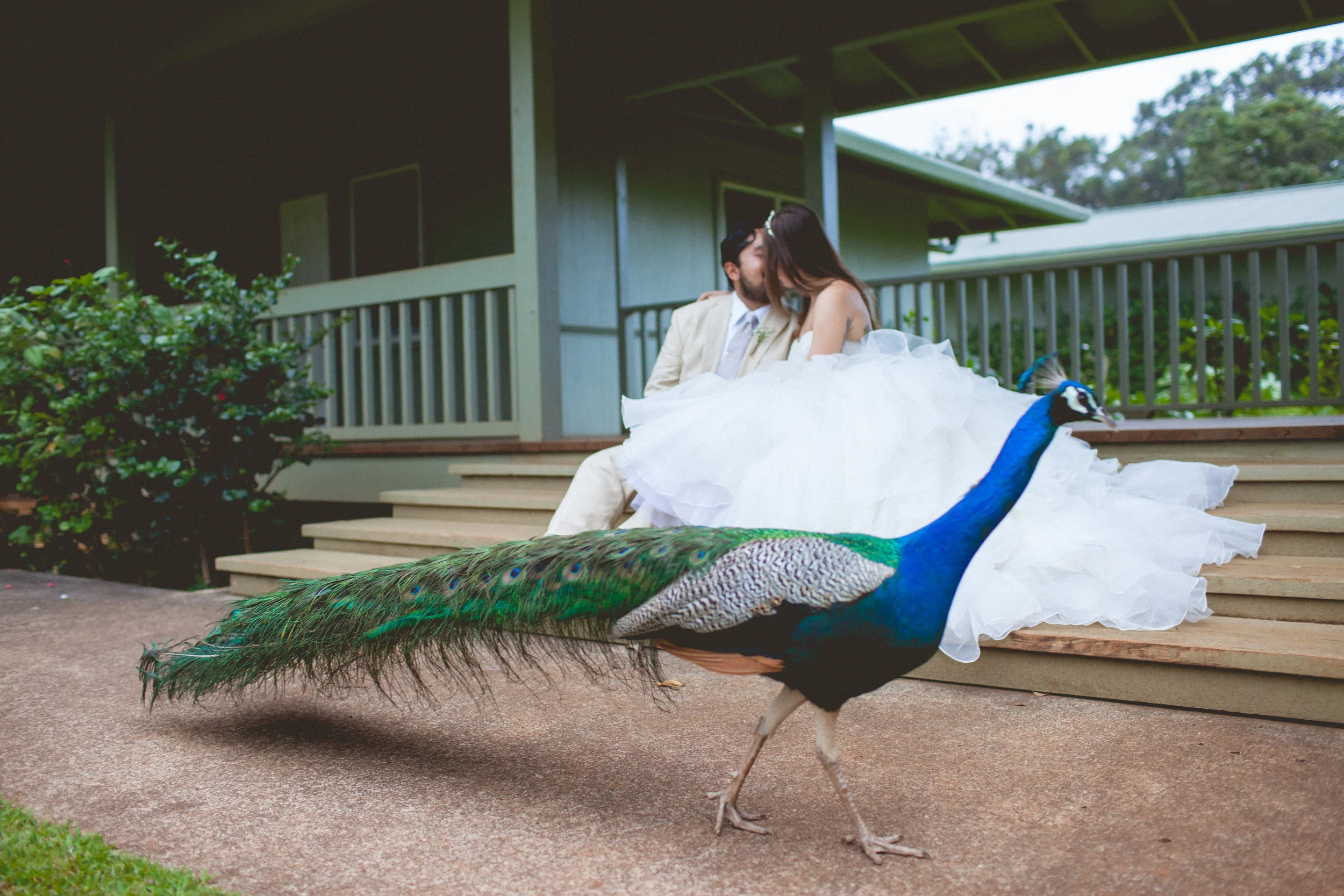 Peacock Bird with Bride and Groom