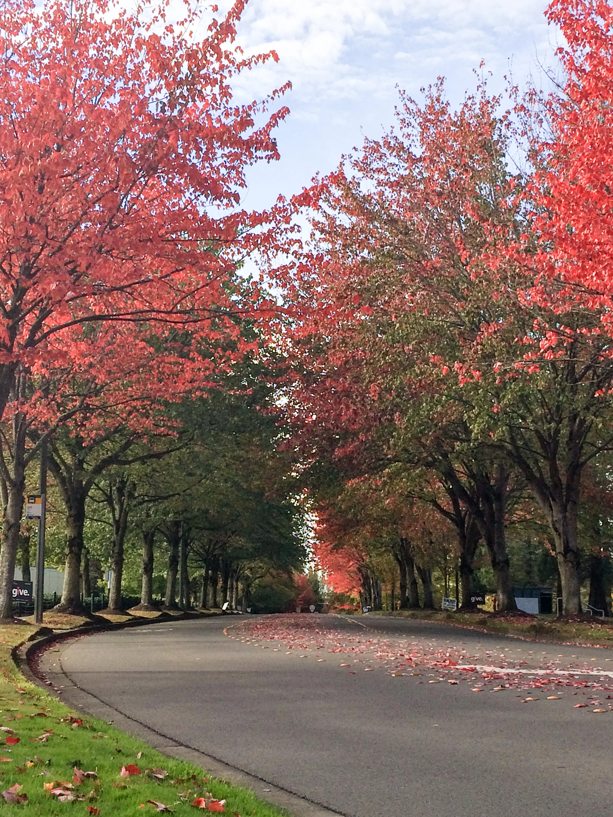 20161005_campus-fall.jpg