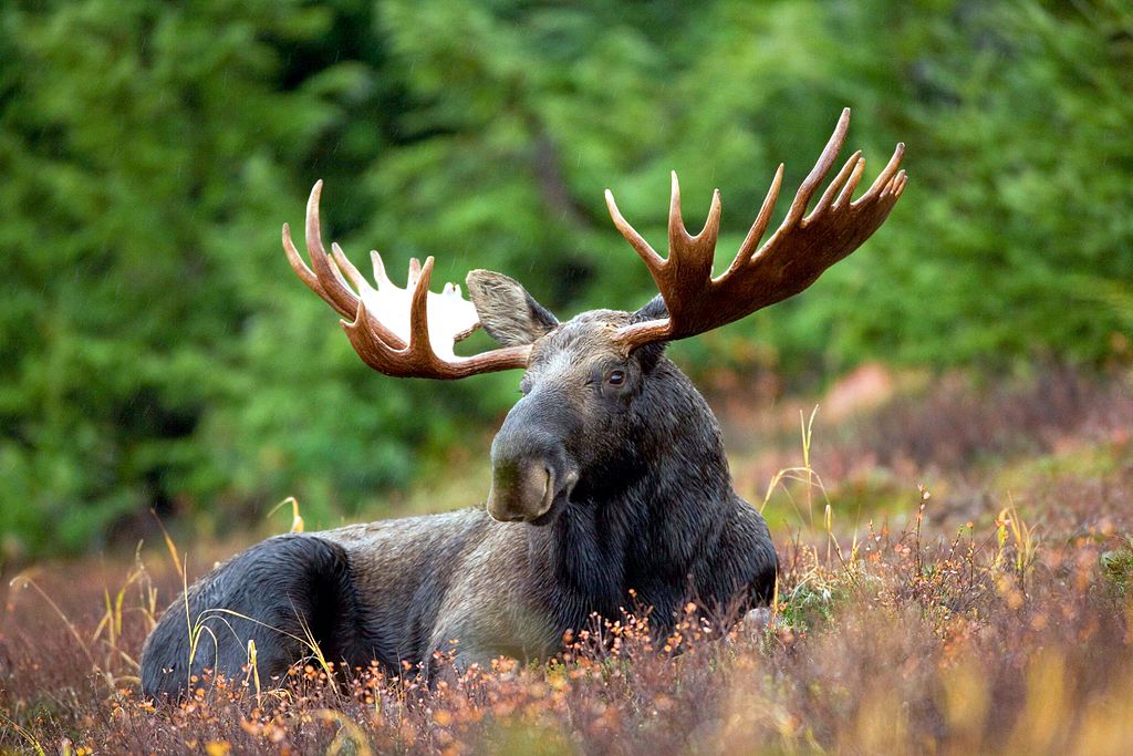 1024px-Male_Moose.jpg