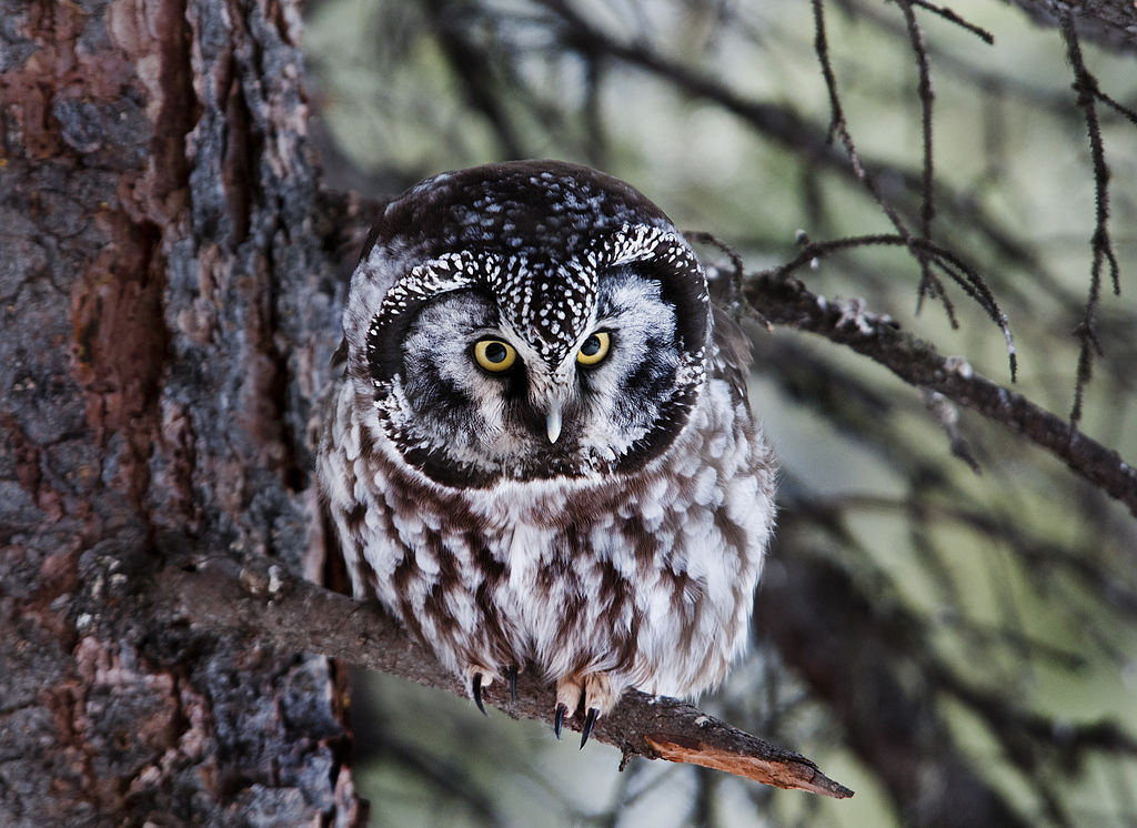 boreal owl.jpg