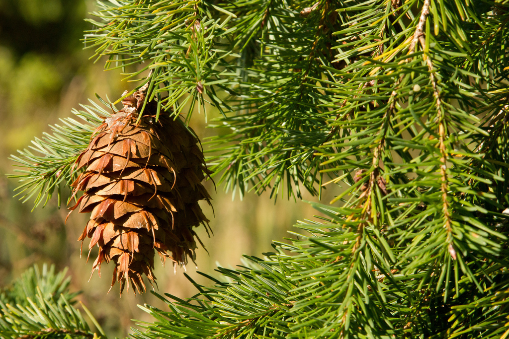 Plants of the Boreal Forest