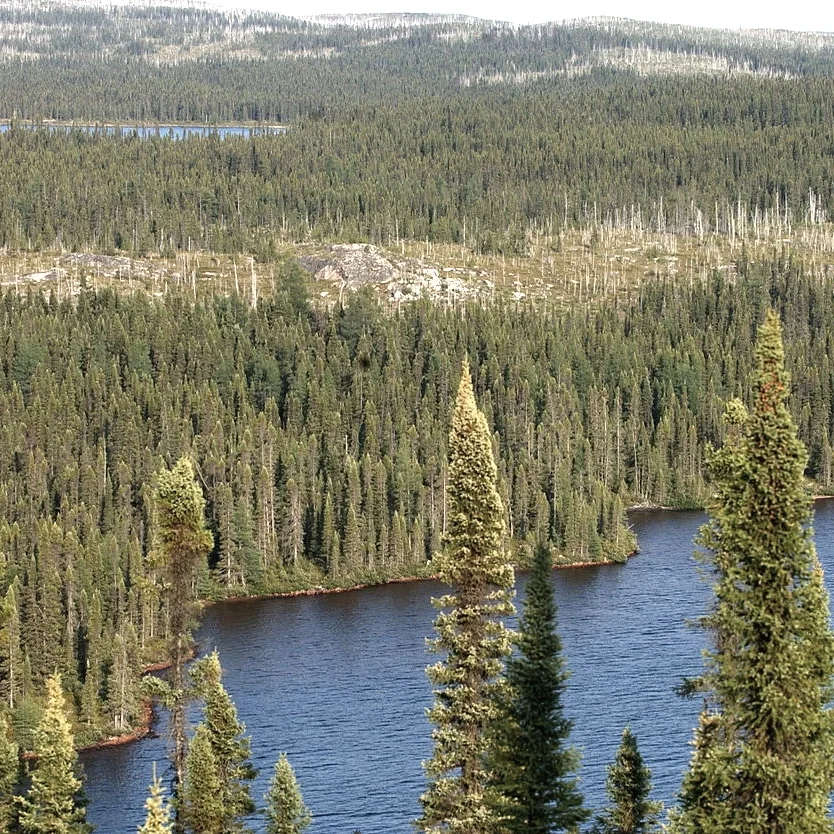 taiga.jpg