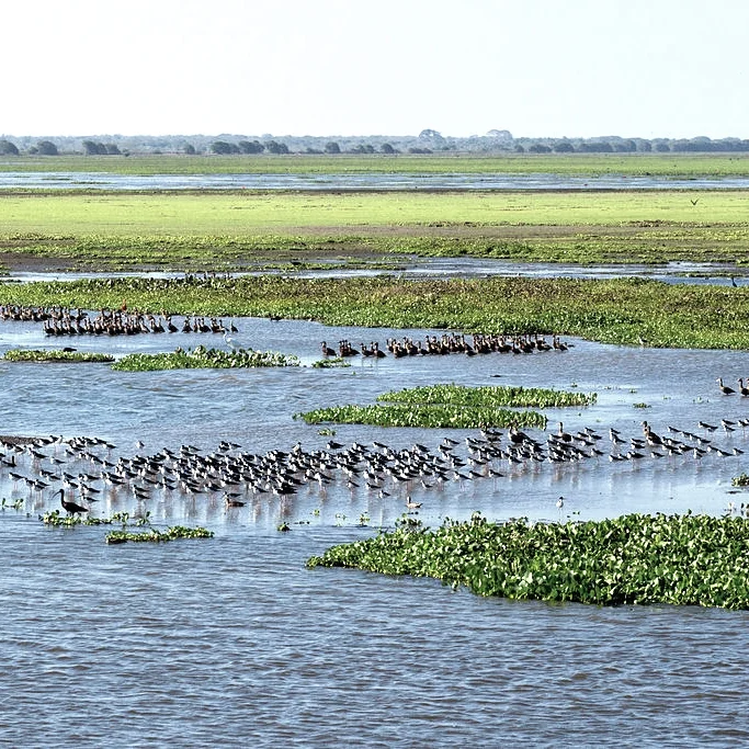 Flooded_grassland_La_sabana_inundada.jpg