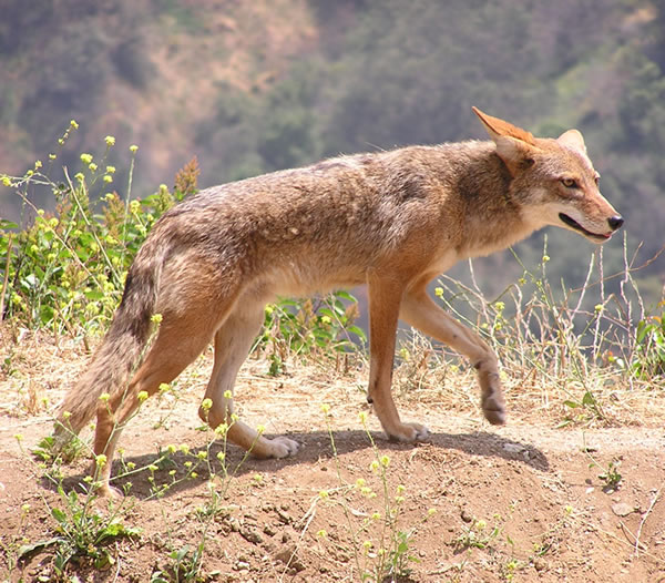 Canis_latrans coyote.jpg