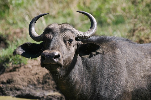 african buffalo.jpg
