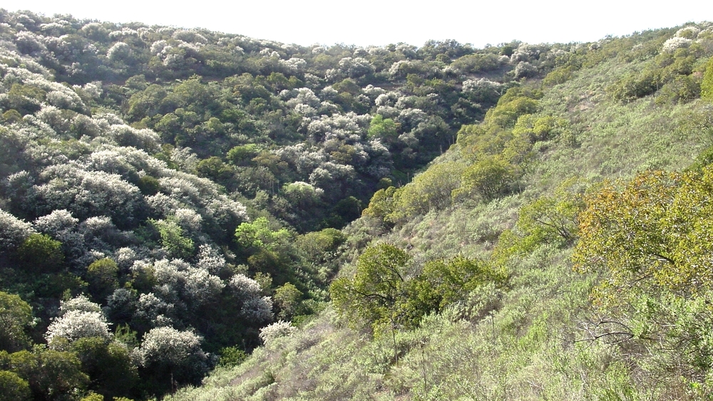 Mediterranean Forest, Woodland, and Scrub Forest — Ecology Pocket Guide Mediterranean Forest, Woodland, and Scrub Forest — Ecology Pocket Guide
