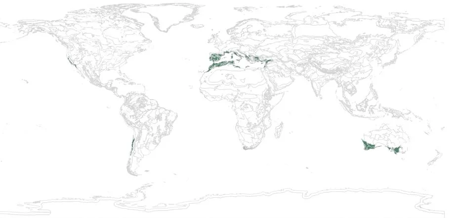12 mediterranean forest woodlands scrub.jpg