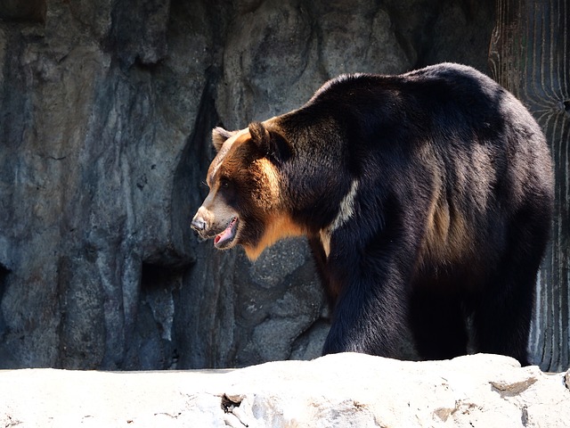 asiatic black bear.jpg