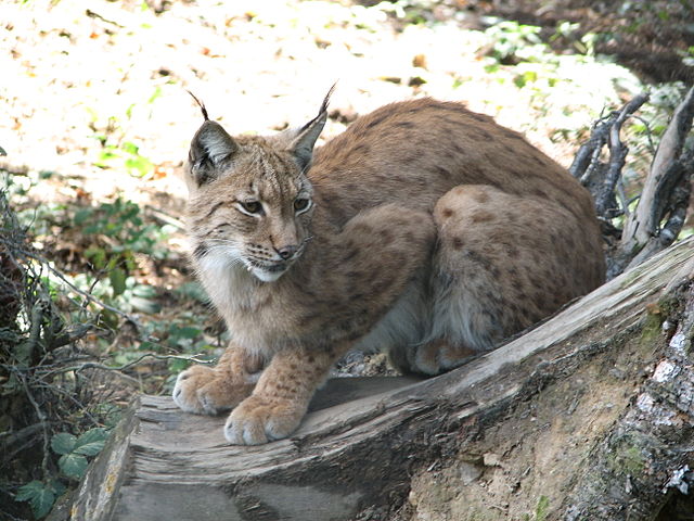 eurasian lynx.jpg