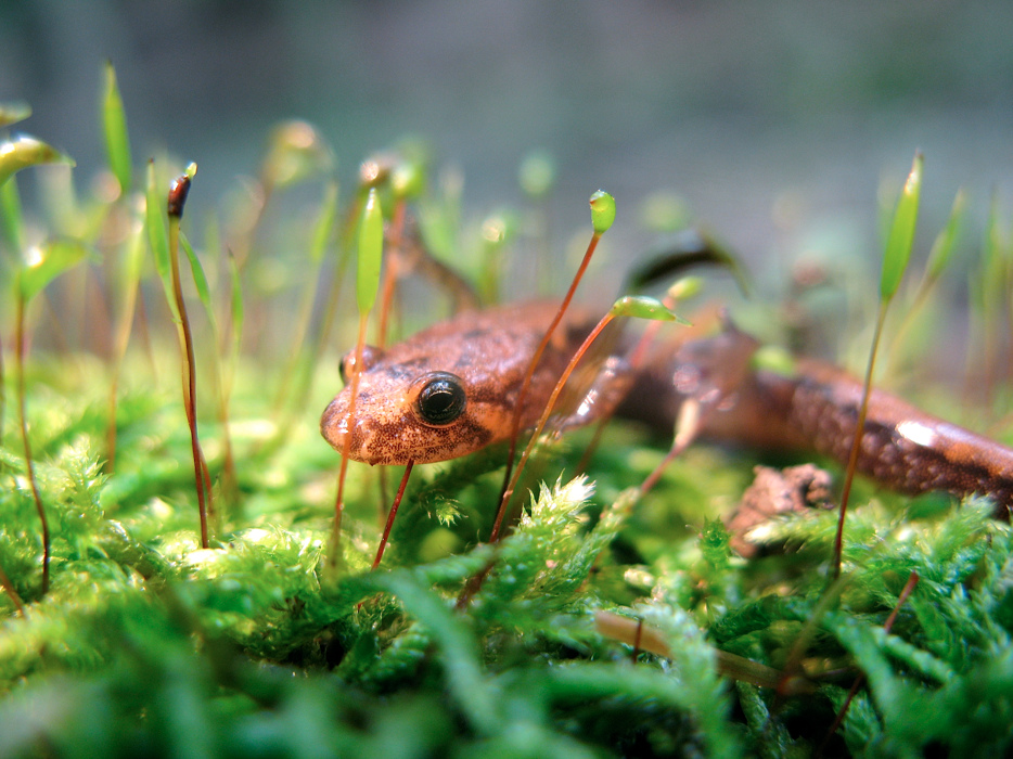 dusky salamander.jpg