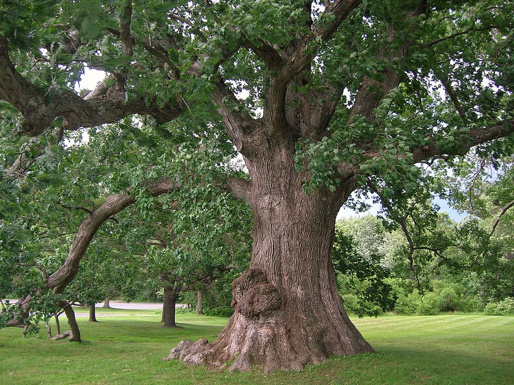 White_Oak_Tree.jpg
