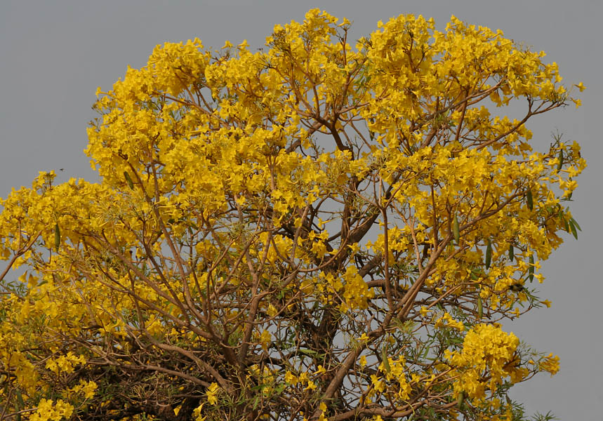 Caribbean_Trumpet_Tree_(Tabebuia_aurea).jpg