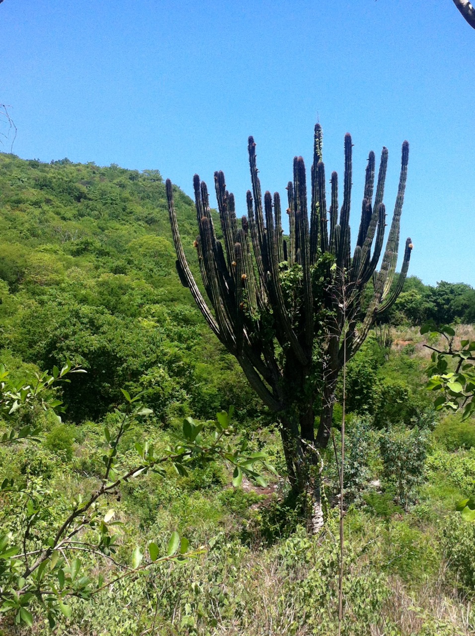 pachycereus pecten-aboriginum.jpg