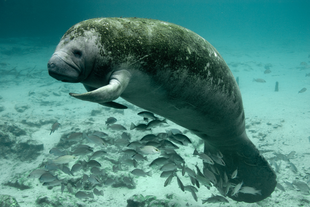 manatee.jpg