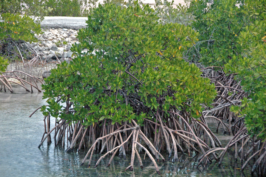 red mangrove.jpg