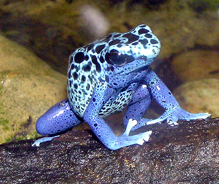 Blue.poison.dart.frog.arp.jpg