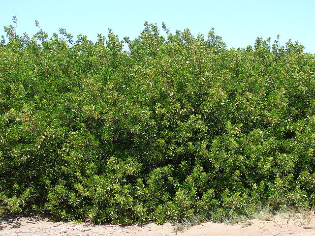 Conocarpus_erectus.jpg